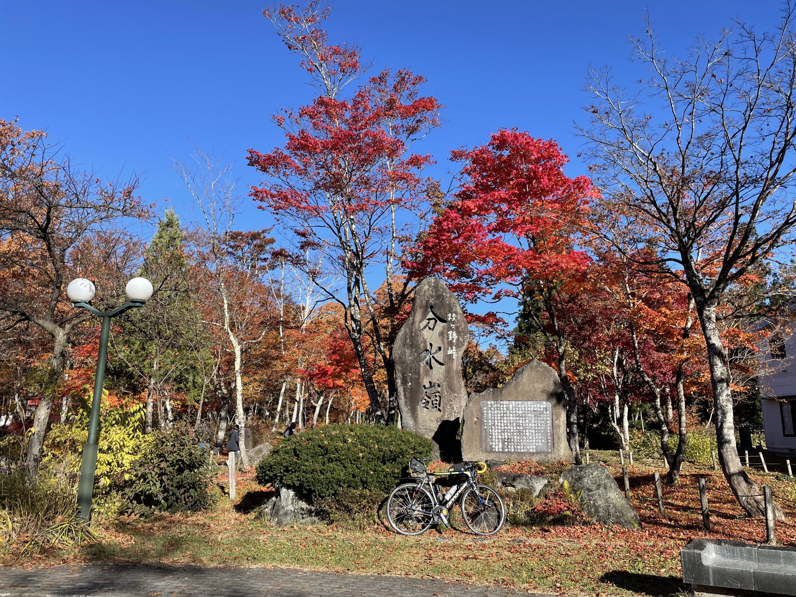 【八代海洋】 新着原種 レッド＆レッドロイヤル・ヤムンダ（今後より強く出現して！）Ａ 八代海洋 新着原種 ロイヤルブルー・ヤムンダ（強く出現！）Ｂ 八代